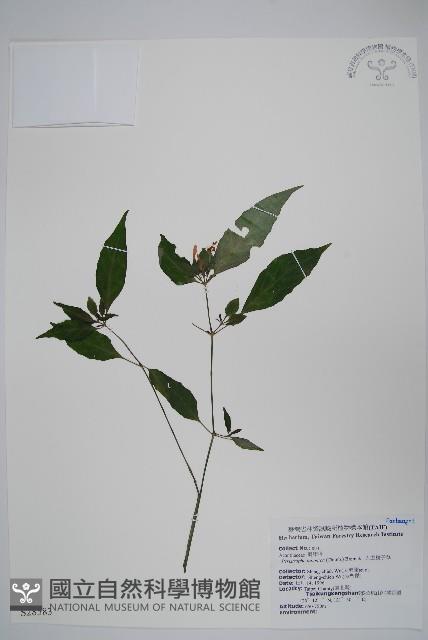 九頭獅子草藏品圖，第1張