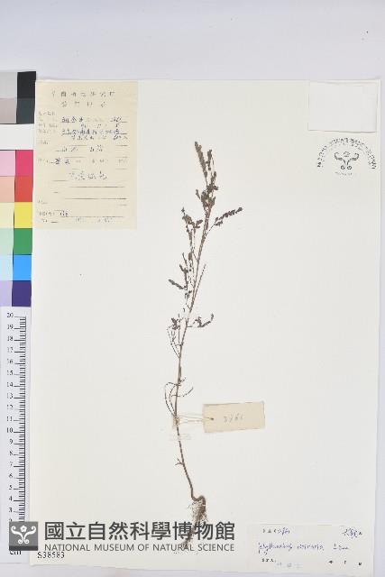 葉下珠、珠仔草藏品圖，第1張