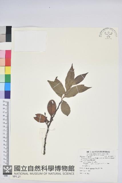 珍珠花、長尾葉越橘藏品圖，第1張