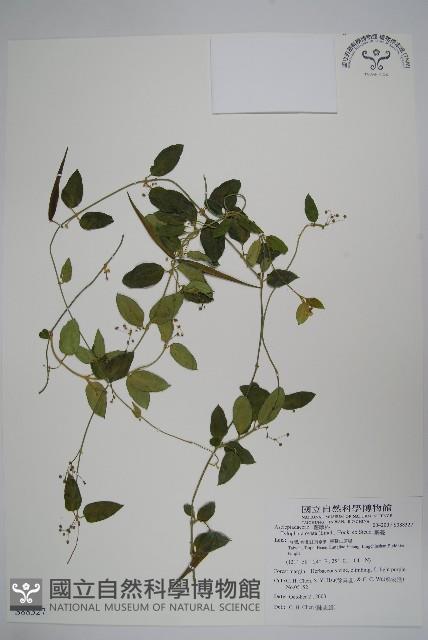 鷗蔓藏品圖，第1張