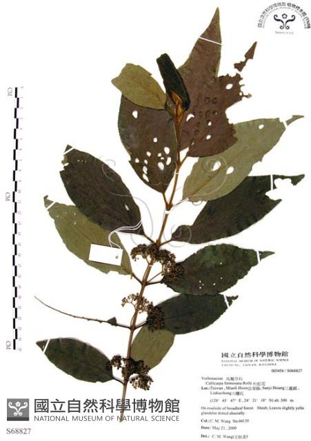 杜虹花，台灣紫珠藏品圖，第1張