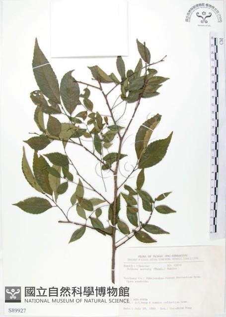 櫸、雞油藏品圖，第1張