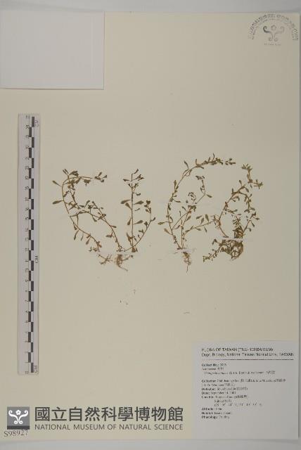 石胡荽、吐金草藏品圖，第1張