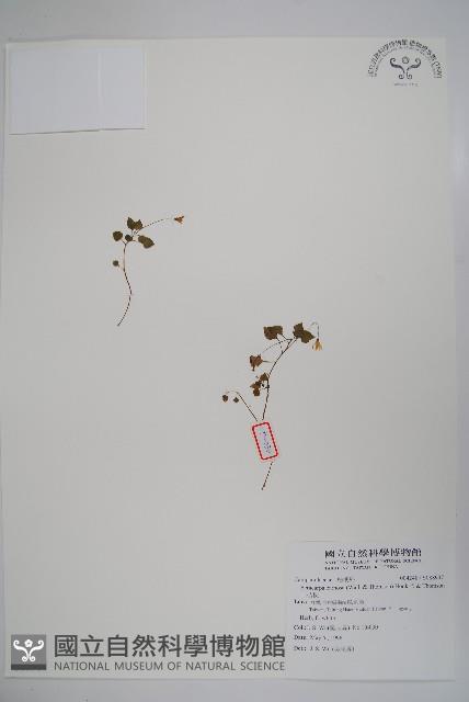 山桔梗藏品圖，第1張