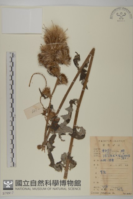 小薊藏品圖，第1張