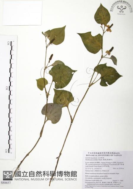 臭腥草、蕺菜藏品圖，第1張