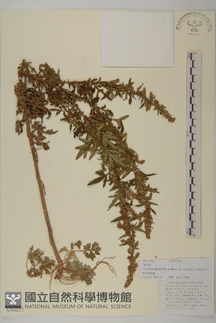 牛尾蒿藏品圖，第1張