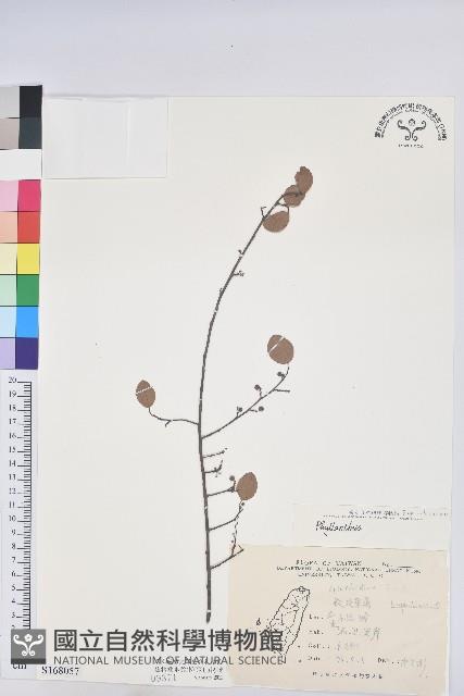 登錄號:S168057藏品圖，第1張