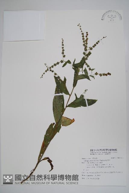 琉璃草藏品圖，第1張