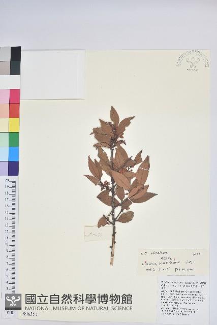 江南越橘藏品圖，第1張