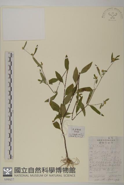 煙管草藏品圖，第1張