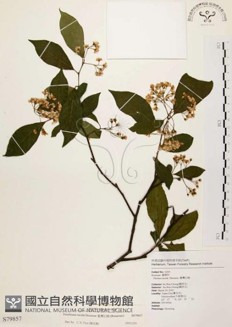 臺灣石楠藏品圖，第1張