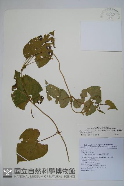 薄葉牛皮消藏品圖，第1張