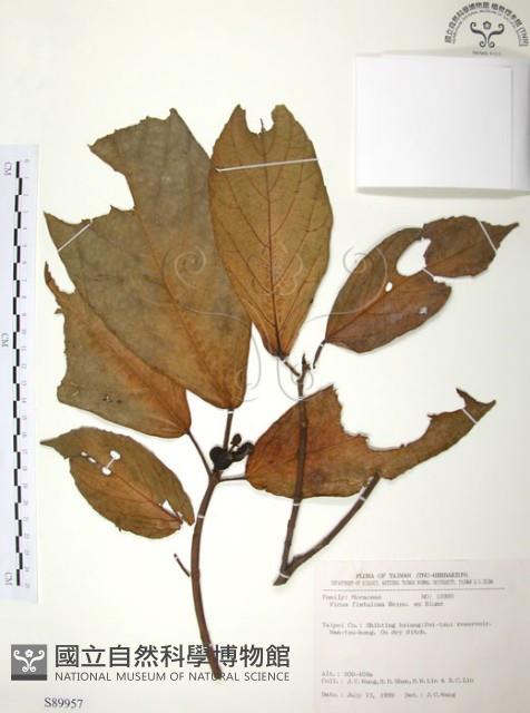 豬母乳、水同木藏品圖，第1張