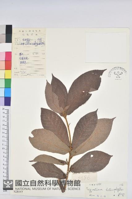 長序三寶木藏品圖，第1張