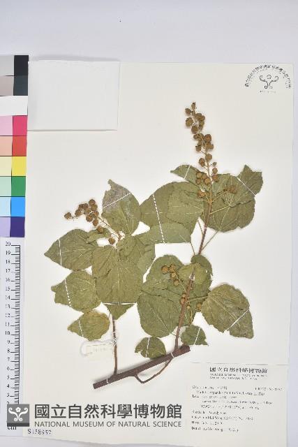 扛香藤藏品圖，第1張