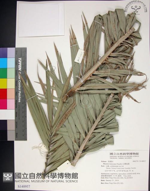 台灣海棗藏品圖，第1張