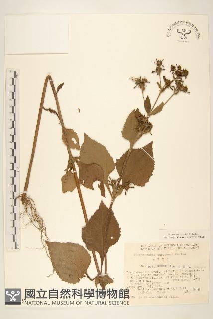 腺梗豨薟藏品圖，第1張