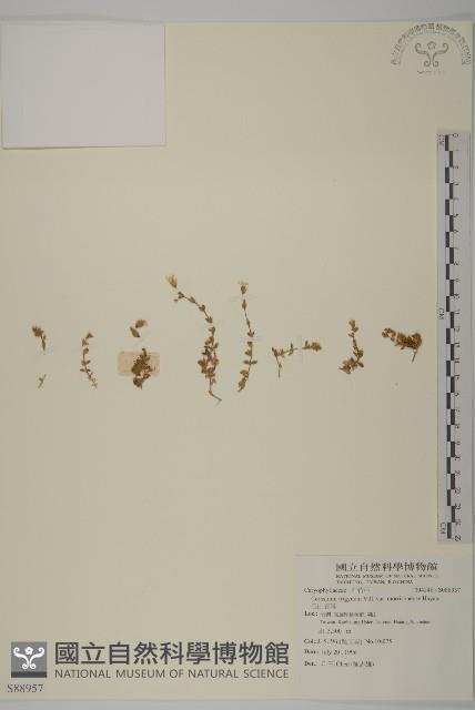 玉山卷耳藏品圖，第1張