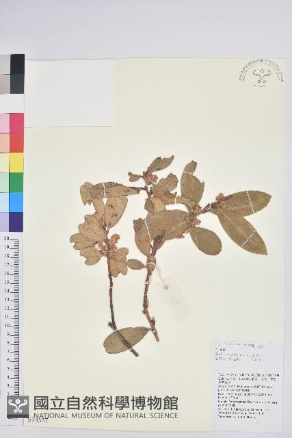 地檀香藏品圖，第1張