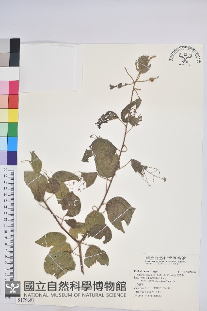 扛香藤藏品圖，第1張