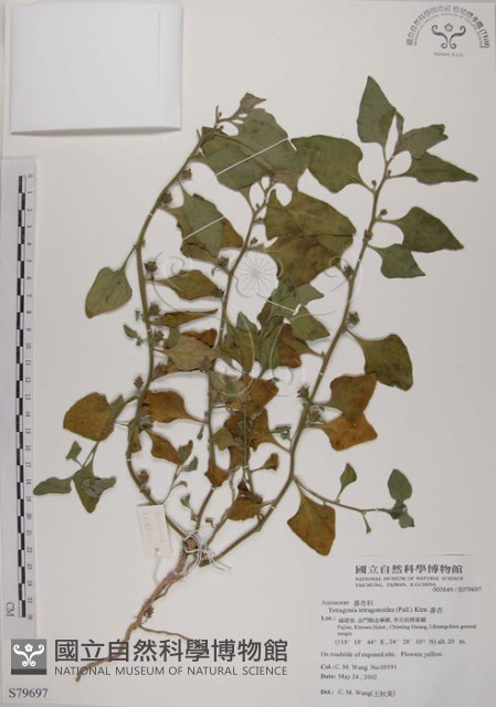 番杏藏品圖，第1張
