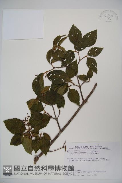 紅子莢迷藏品圖，第1張