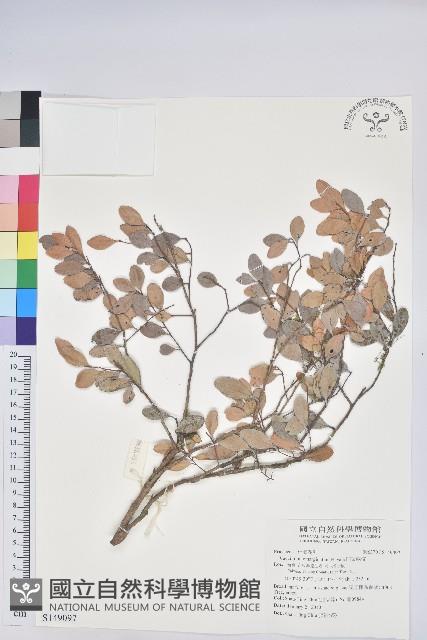 凹葉越橘藏品圖，第1張