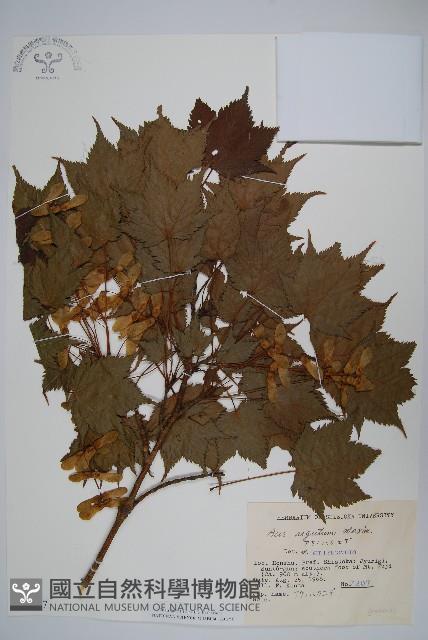 銳齒槭藏品圖，第1張