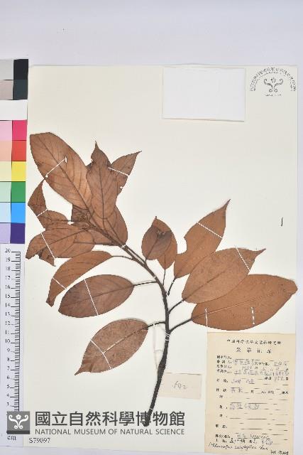 美葉石櫟藏品圖，第1張