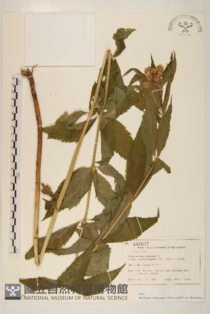 登錄號:S128097藏品圖，第1張