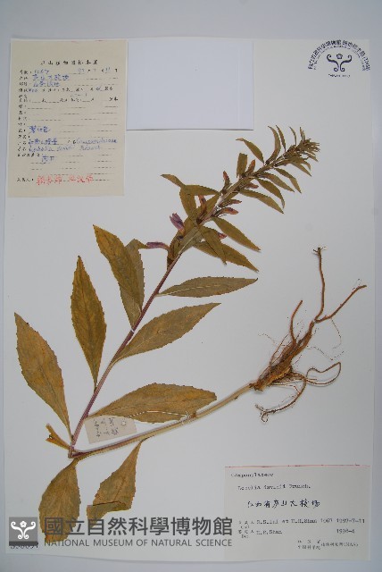 江南山梗菜藏品圖，第1張