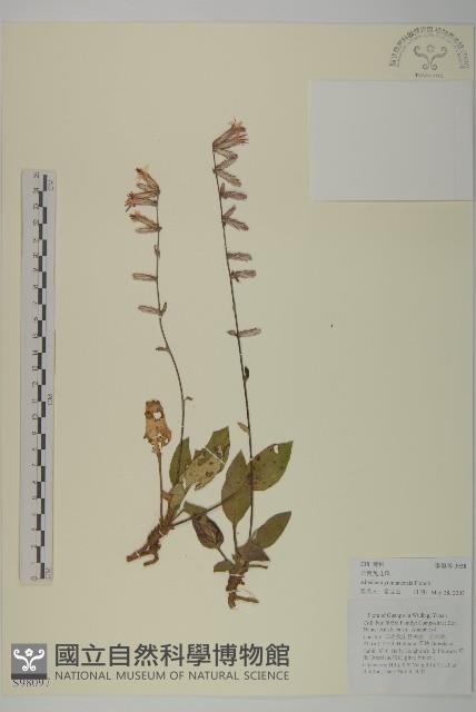 雲南兔兒風藏品圖，第1張