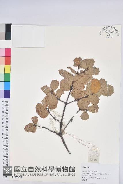 登錄號:S169797藏品圖，第1張