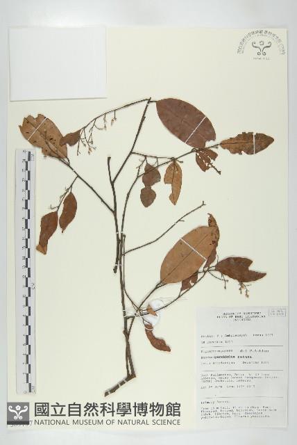 Accession Number:S069797 Collection Image, Figure 1, Total 2 Figures