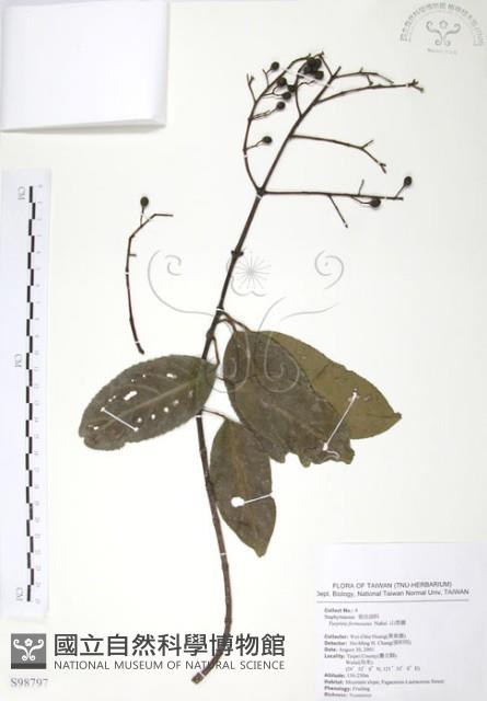 山香圓藏品圖，第1張