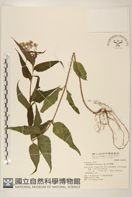 林氏澤蘭藏品圖，第1張