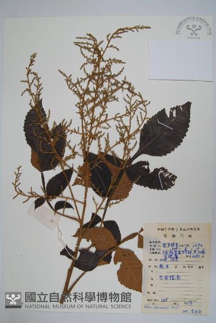 鹽膚木藏品圖，第1張