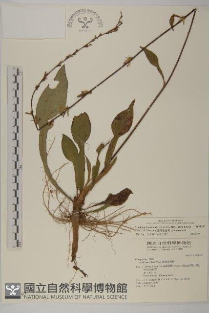 臺灣鬼督郵藏品圖，第1張