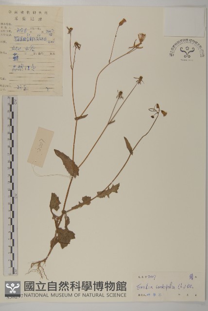 紫背草藏品圖，第1張