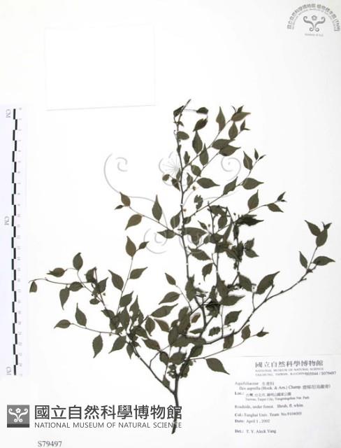 燈稱花、烏雞骨藏品圖，第1張