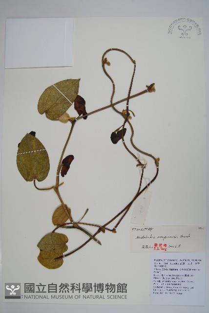 寶興馬兜花藏品圖，第1張