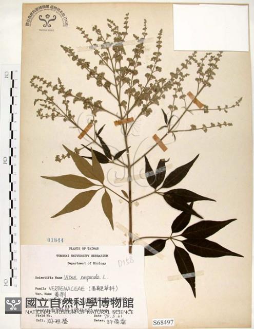 黃荊藏品圖，第1張