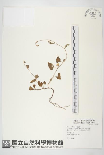 白花牽牛藏品圖，第1張