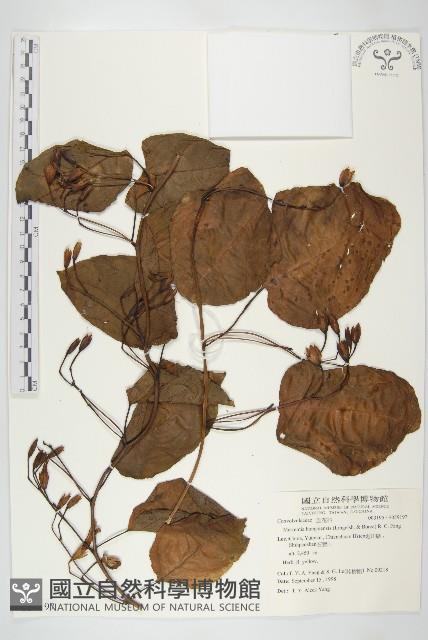 山土瓜藏品圖，第1張