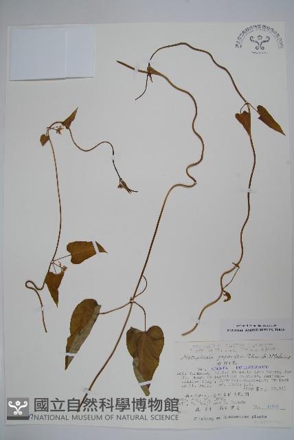 蘿藦藏品圖，第1張