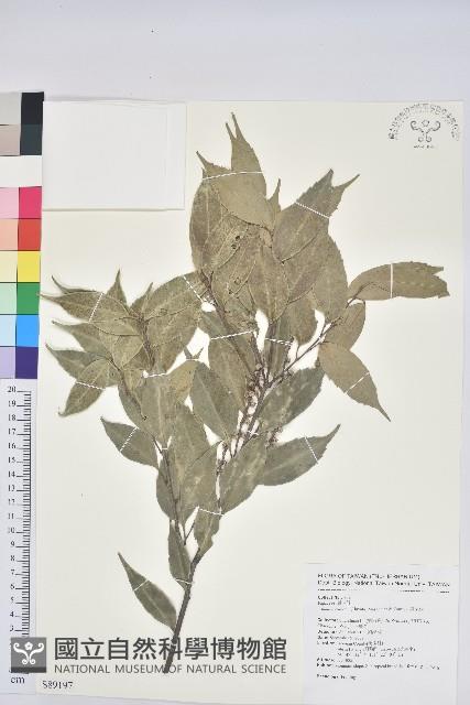 烏來柯、楒、淋漓藏品圖，第1張