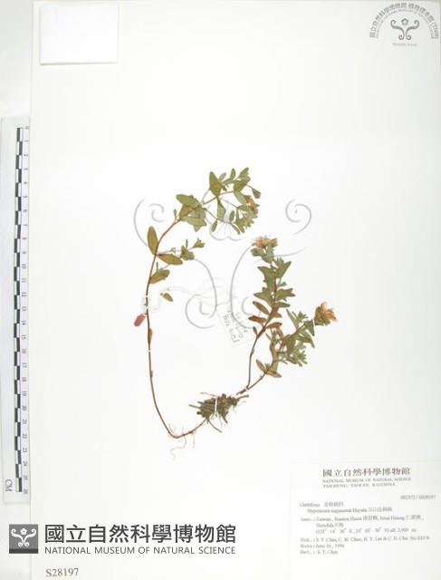 玉山金絲桃藏品圖，第1張