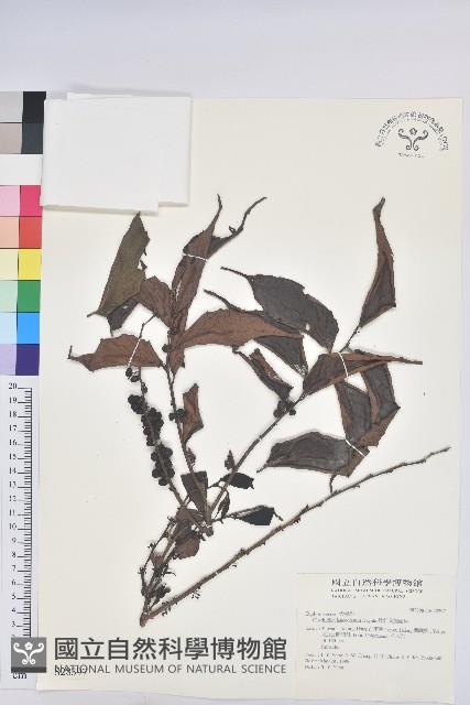 披針葉饅頭果藏品圖，第1張