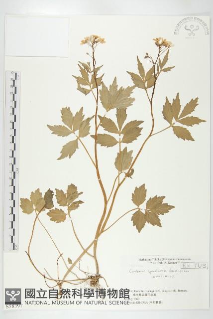 登錄號:S058397藏品圖，第1張